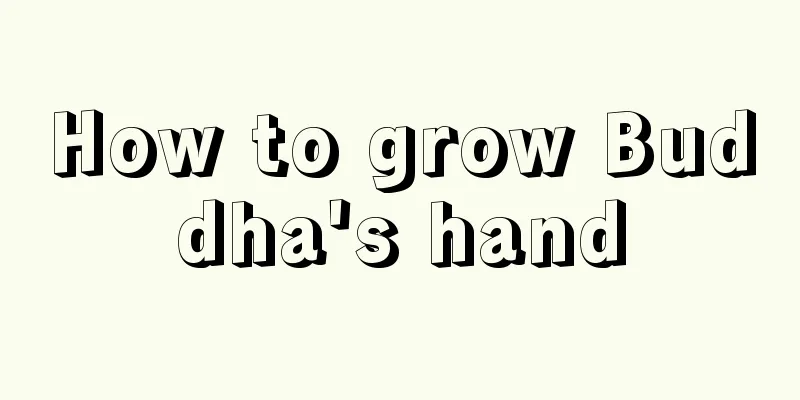 How to grow Buddha's hand