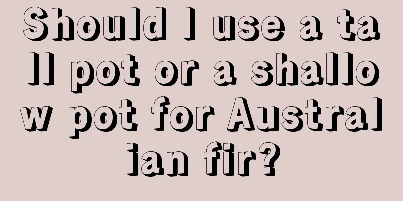 Should I use a tall pot or a shallow pot for Australian fir?