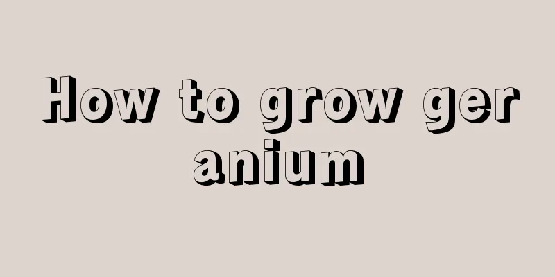 How to grow geranium