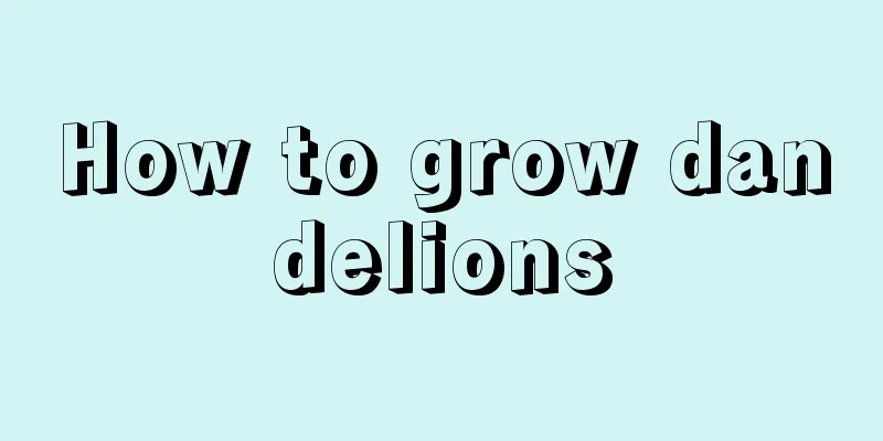 How to grow dandelions