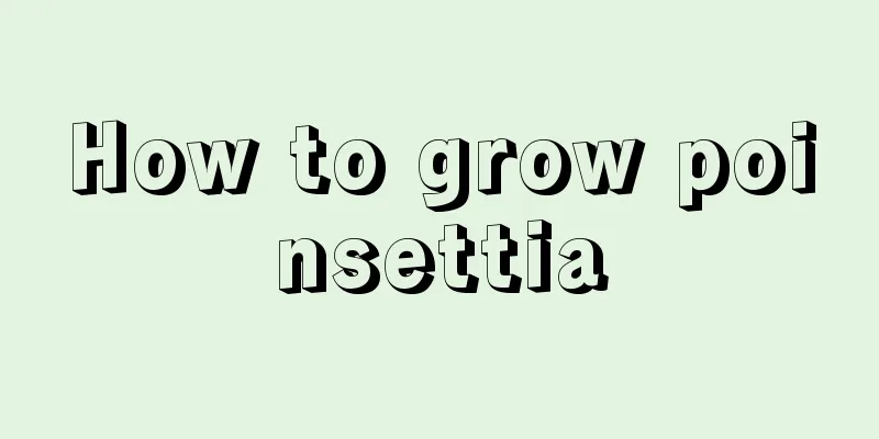 How to grow poinsettia