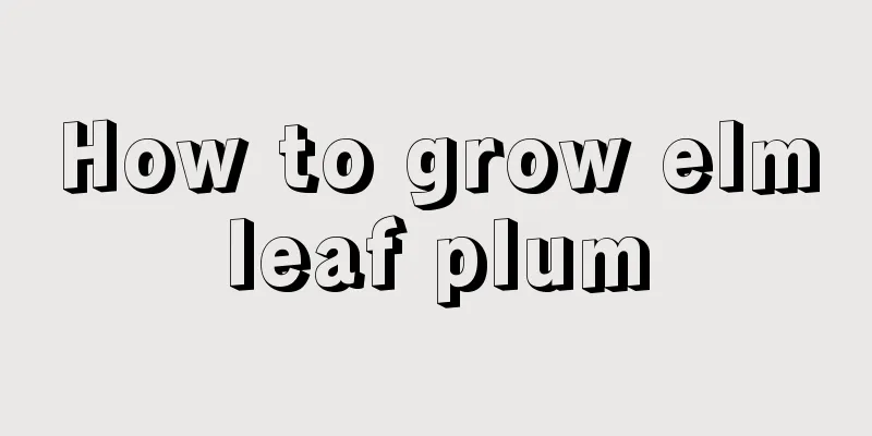 How to grow elmleaf plum