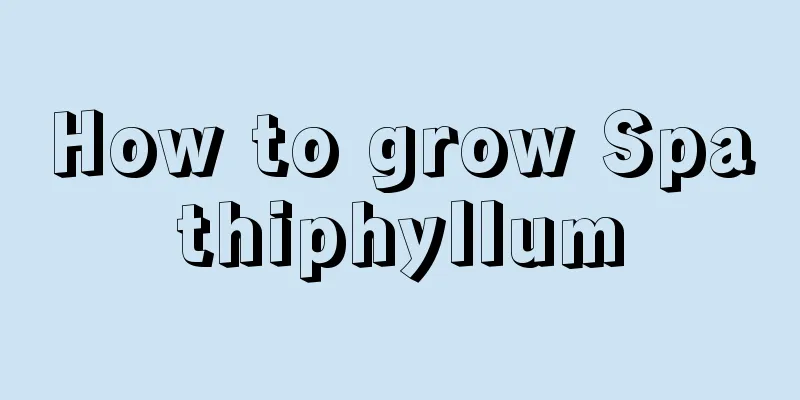 How to grow Spathiphyllum