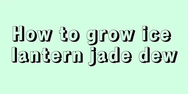 How to grow ice lantern jade dew