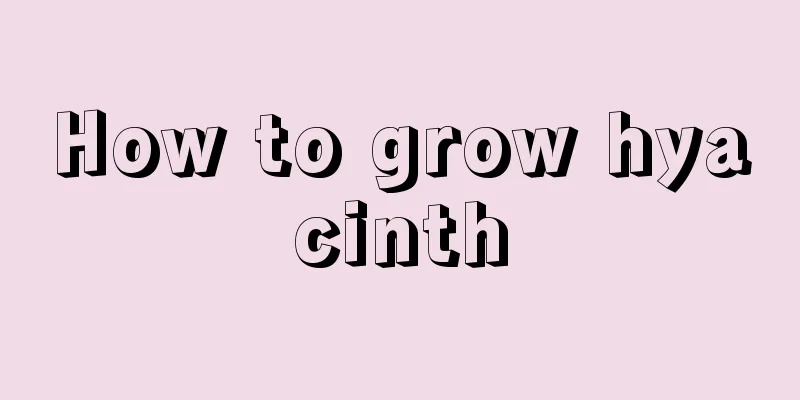 How to grow hyacinth