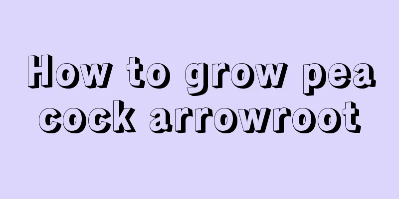 How to grow peacock arrowroot