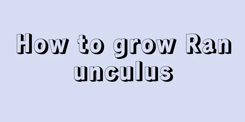 How to grow Ranunculus