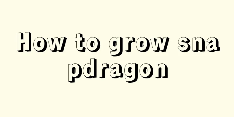 How to grow snapdragon