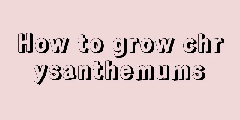 How to grow chrysanthemums