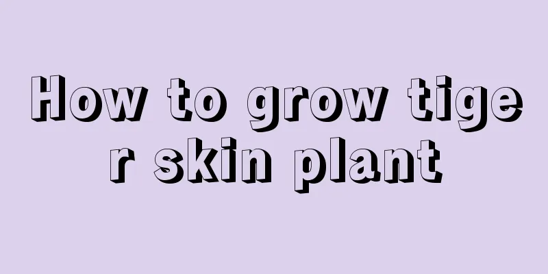 How to grow tiger skin plant