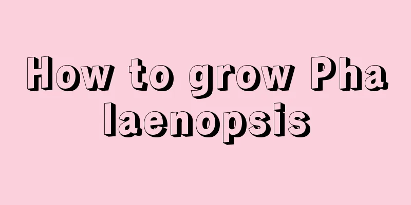 How to grow Phalaenopsis