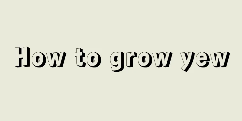 How to grow yew