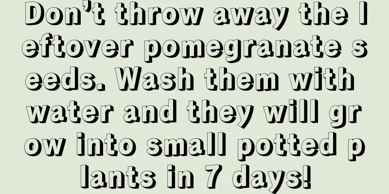 Don’t throw away the leftover pomegranate seeds. Wash them with water and they will grow into small potted plants in 7 days!