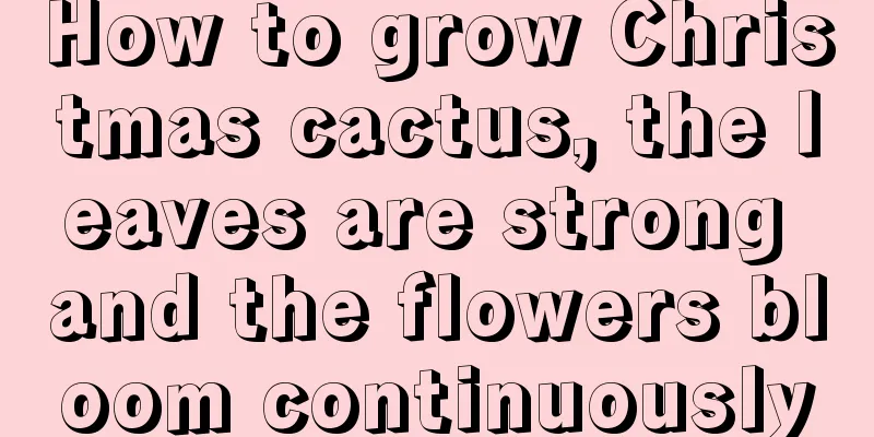 How to grow Christmas cactus, the leaves are strong and the flowers bloom continuously