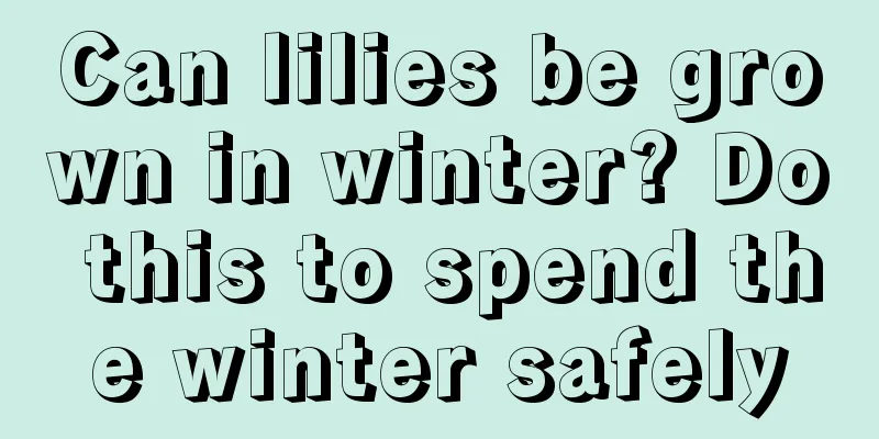 Can lilies be grown in winter? Do this to spend the winter safely