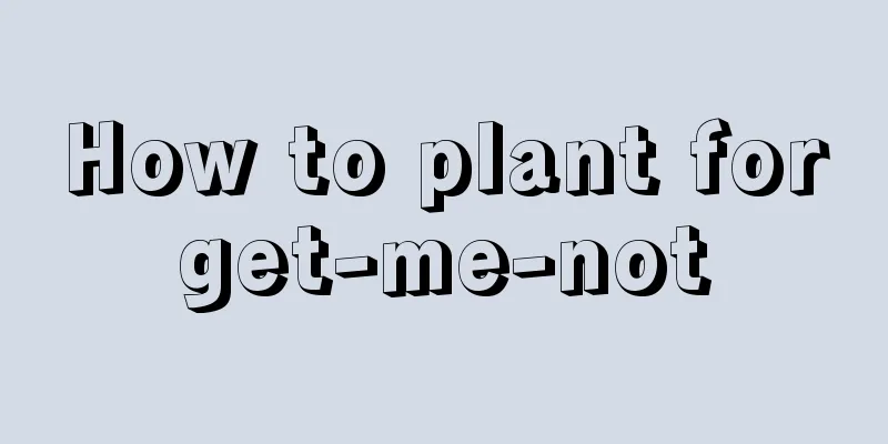 How to plant forget-me-not