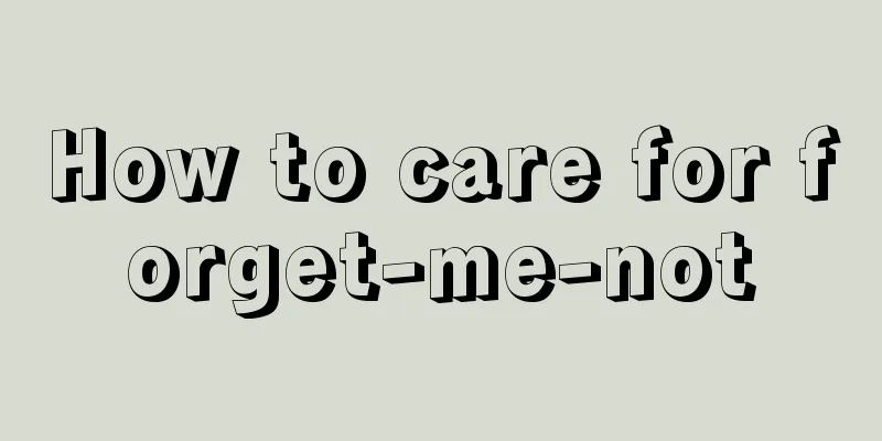 How to care for forget-me-not