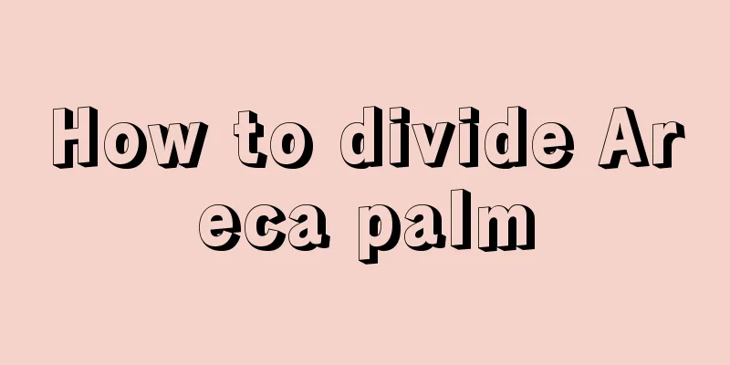 How to divide Areca palm