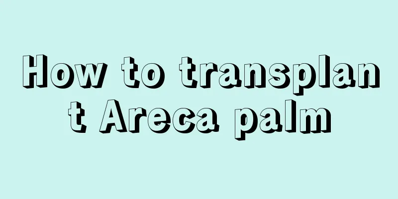 How to transplant Areca palm