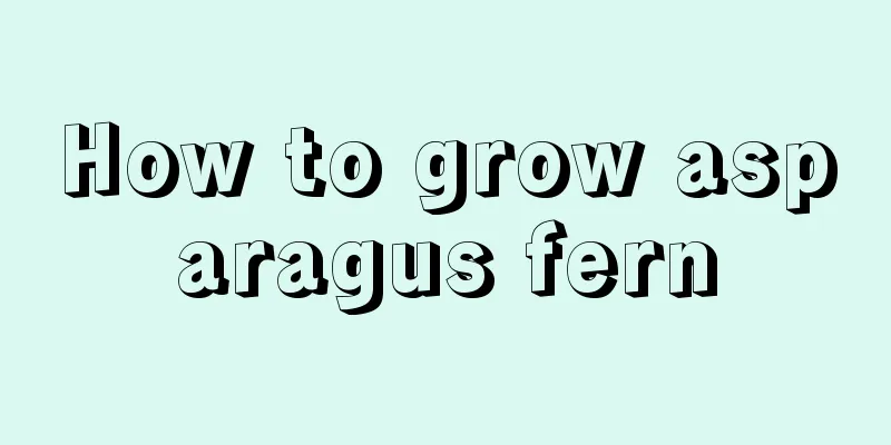 How to grow asparagus fern