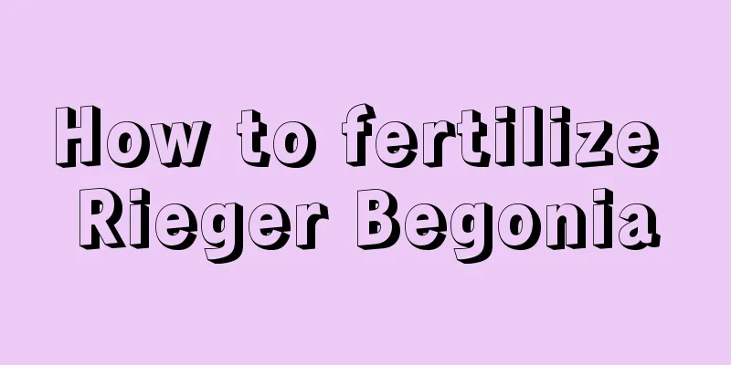 How to fertilize Rieger Begonia