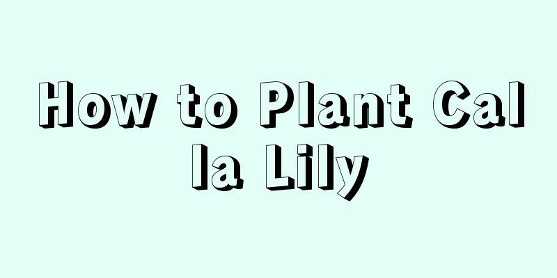 How to Plant Calla Lily