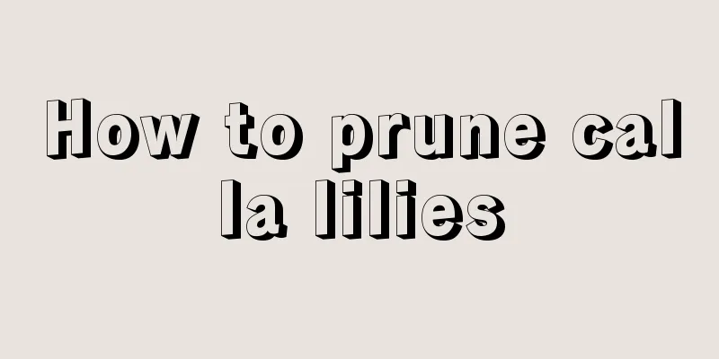 How to prune calla lilies