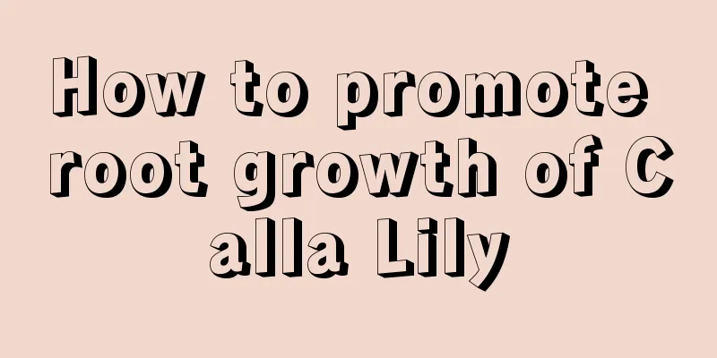 How to promote root growth of Calla Lily