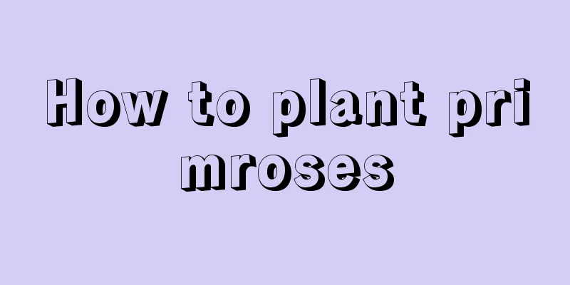 How to plant primroses