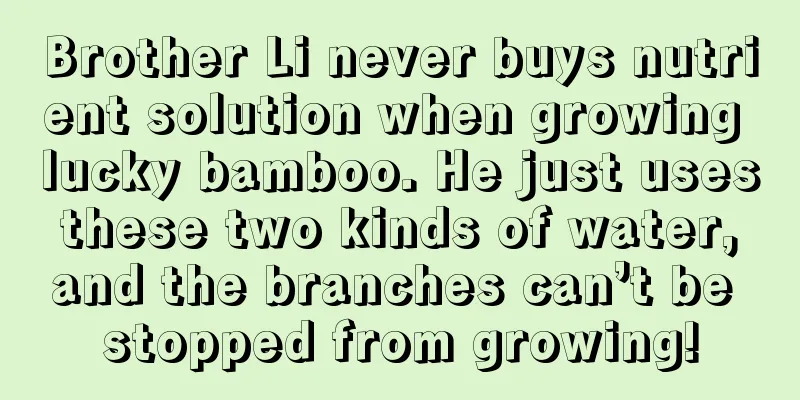 Brother Li never buys nutrient solution when growing lucky bamboo. He just uses these two kinds of water, and the branches can’t be stopped from growing!