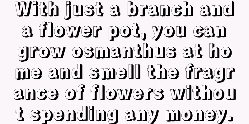 With just a branch and a flower pot, you can grow osmanthus at home and smell the fragrance of flowers without spending any money.