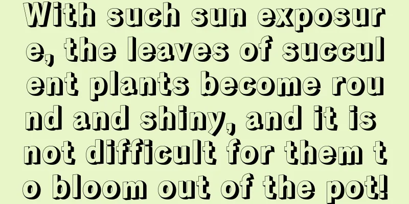 With such sun exposure, the leaves of succulent plants become round and shiny, and it is not difficult for them to bloom out of the pot!