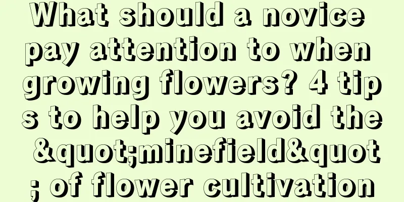 What should a novice pay attention to when growing flowers? 4 tips to help you avoid the "minefield" of flower cultivation