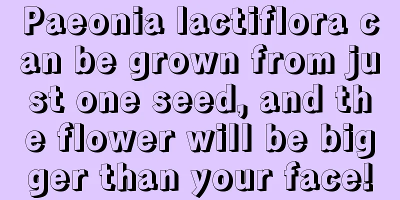 Paeonia lactiflora can be grown from just one seed, and the flower will be bigger than your face!