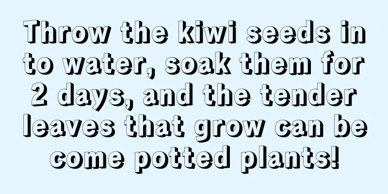 Throw the kiwi seeds into water, soak them for 2 days, and the tender leaves that grow can become potted plants!