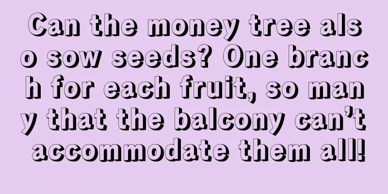 Can the money tree also sow seeds? One branch for each fruit, so many that the balcony can’t accommodate them all!