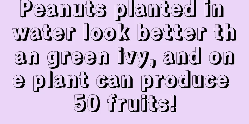 Peanuts planted in water look better than green ivy, and one plant can produce 50 fruits!