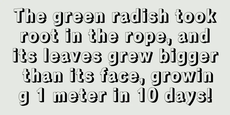 The green radish took root in the rope, and its leaves grew bigger than its face, growing 1 meter in 10 days!