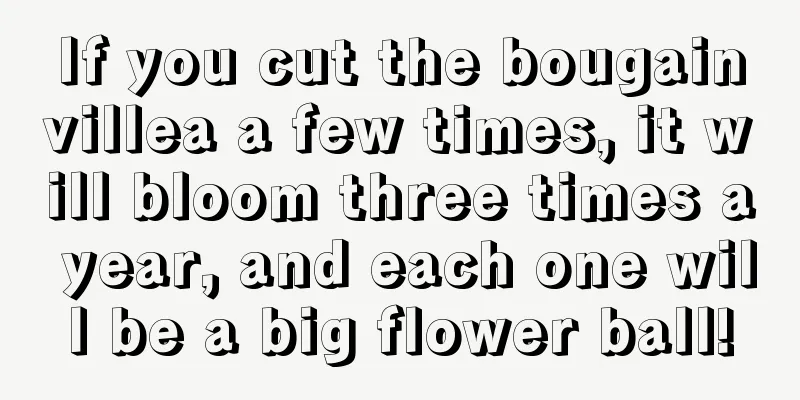 If you cut the bougainvillea a few times, it will bloom three times a year, and each one will be a big flower ball!