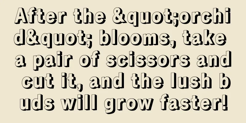 After the "orchid" blooms, take a pair of scissors and cut it, and the lush buds will grow faster!