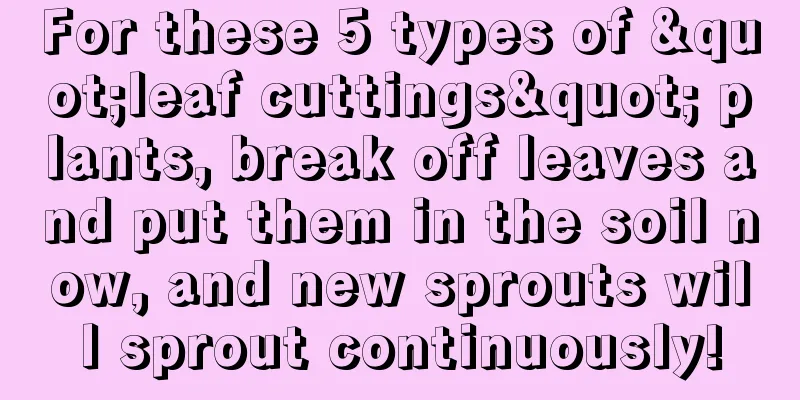 For these 5 types of "leaf cuttings" plants, break off leaves and put them in the soil now, and new sprouts will sprout continuously!