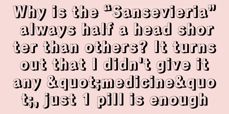 Why is the “Sansevieria” always half a head shorter than others? It turns out that I didn't give it any "medicine", just 1 pill is enough