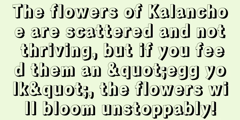 The flowers of Kalanchoe are scattered and not thriving, but if you feed them an "egg yolk", the flowers will bloom unstoppably!