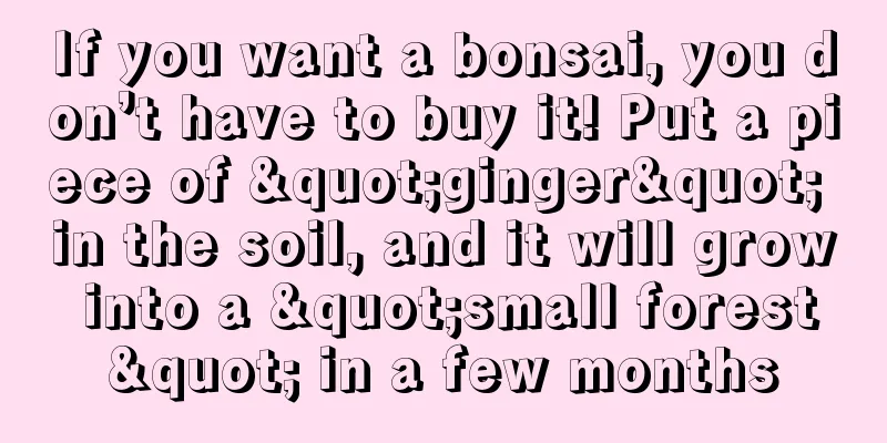 If you want a bonsai, you don’t have to buy it! Put a piece of "ginger" in the soil, and it will grow into a "small forest" in a few months