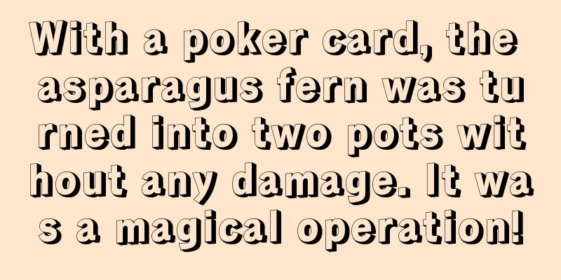 With a poker card, the asparagus fern was turned into two pots without any damage. It was a magical operation!