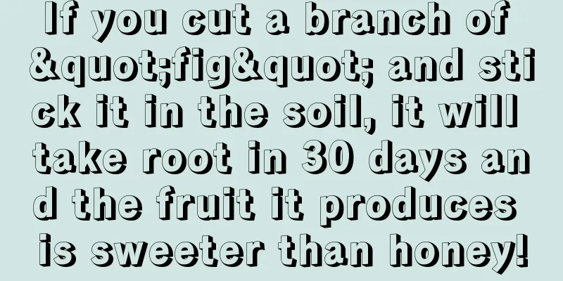 If you cut a branch of "fig" and stick it in the soil, it will take root in 30 days and the fruit it produces is sweeter than honey!