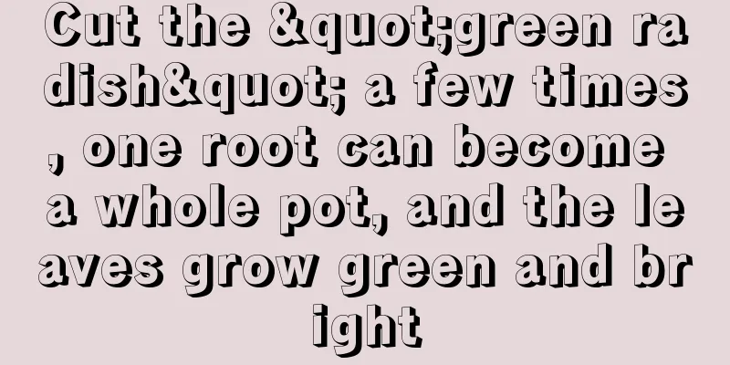 Cut the "green radish" a few times, one root can become a whole pot, and the leaves grow green and bright