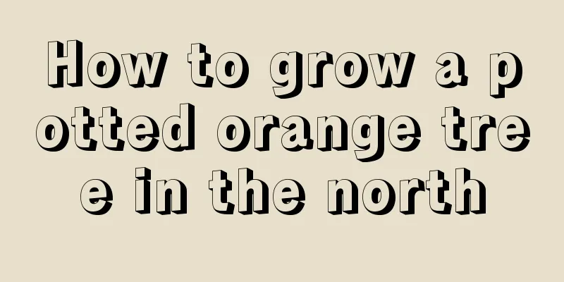 How to grow a potted orange tree in the north