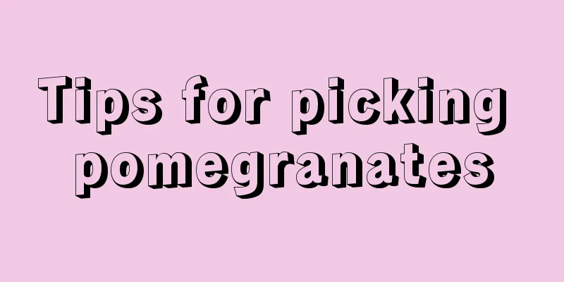 Tips for picking pomegranates