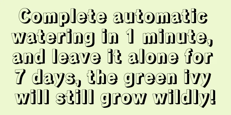 Complete automatic watering in 1 minute, and leave it alone for 7 days, the green ivy will still grow wildly!